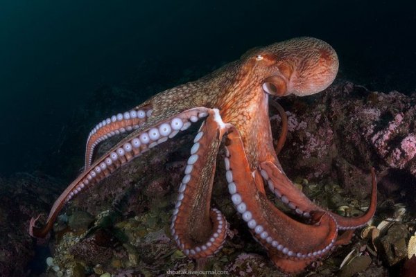Kraken market