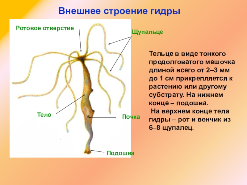 Кракен даркнет что известно